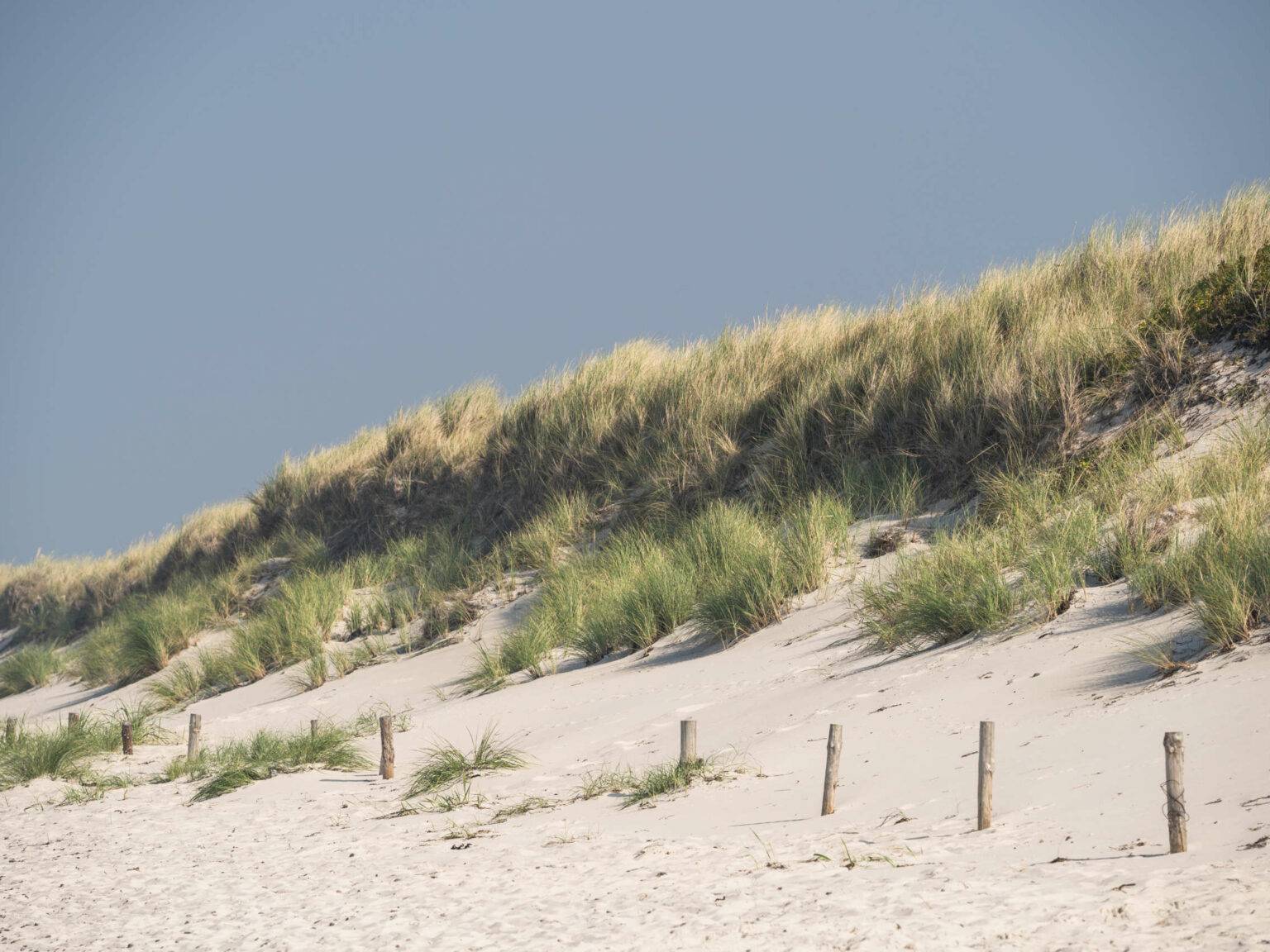 Eine Düne am Weststrand in Darß mit weißem Sand und Gräsern bewachsen liegt unter blauem Himmel.