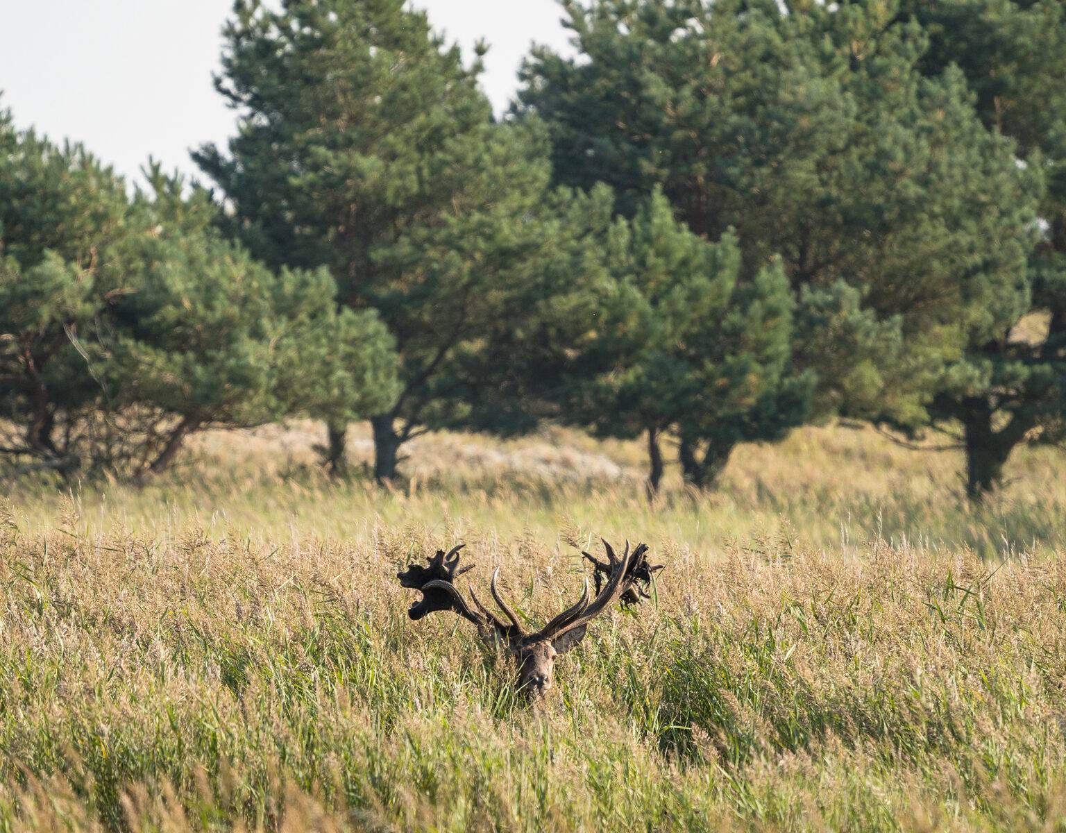 Ein Hirsch mit riesigem Geweih blickt aus einem Dickicht aus hohem Gras hervor, nur Gesicht und Geweih sind zu sehen, im Hintergrund stehen Bäume des Nationalpark Vorpommersche Boddenlandschaft.