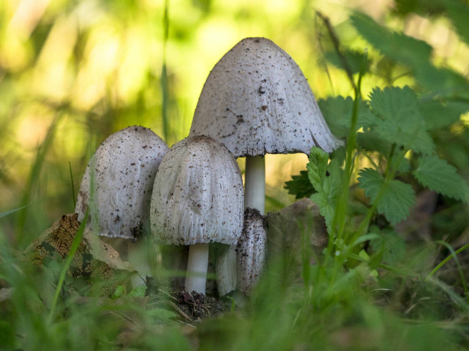 In Nahaufnahme fotografierte Pilze, ein großer und zwei kleine weiße, sprießen aus dem grünen dicht bewachsenen Boden.
