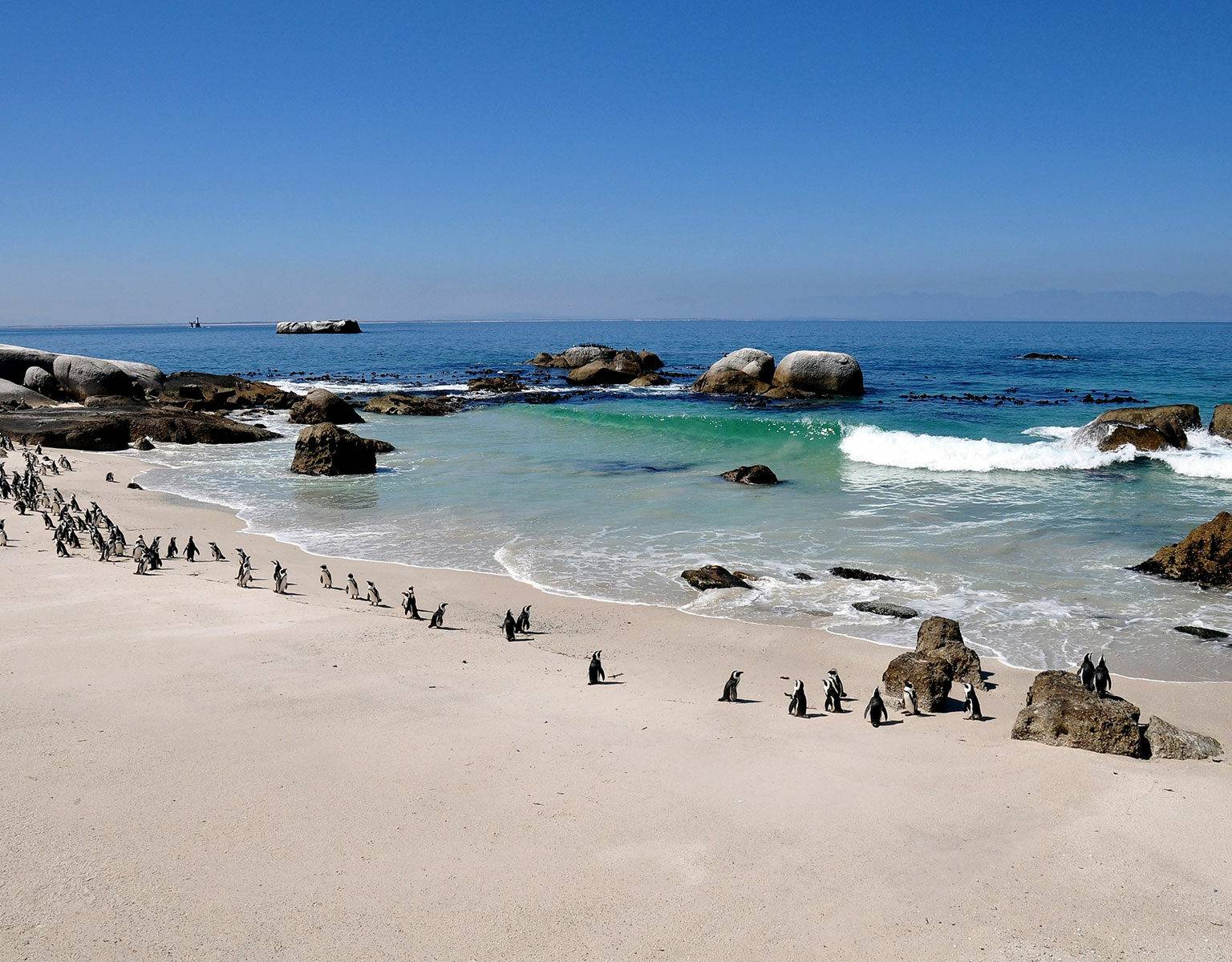 Pinguine in ihrer natürlichen Umgebung am Strand zu erleben, ist ein Highlight auf jeder Reise durch Südafrika.