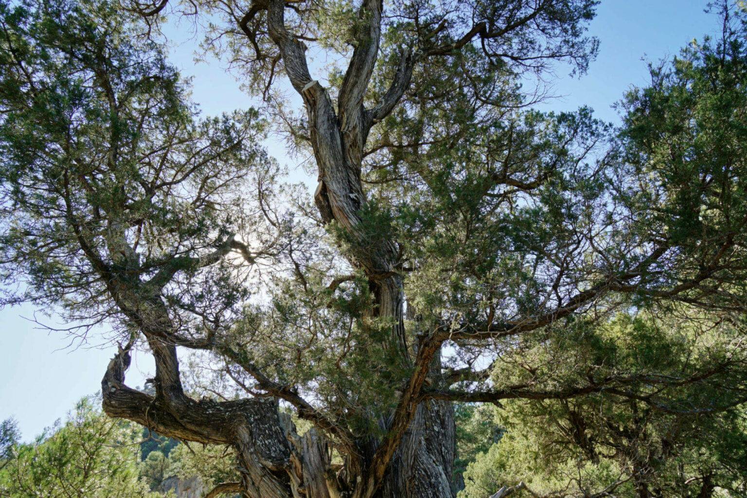 Schon viele Jahrhunderte alt – Wacholderbaum im Naturpark.