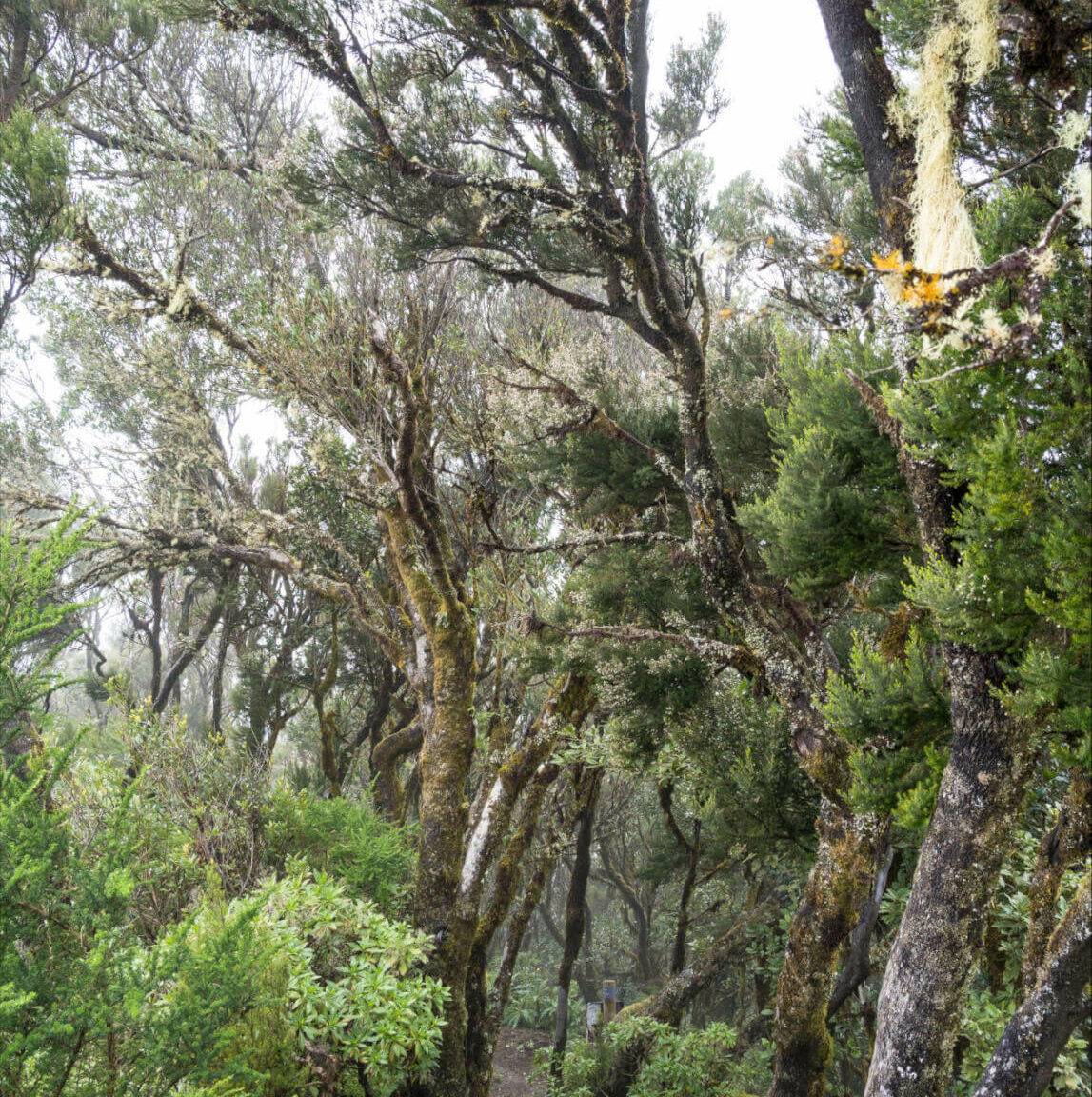 Auf der Kanareninsel La Gomera führt ein Wanderweg durch den Lorbeerwald.