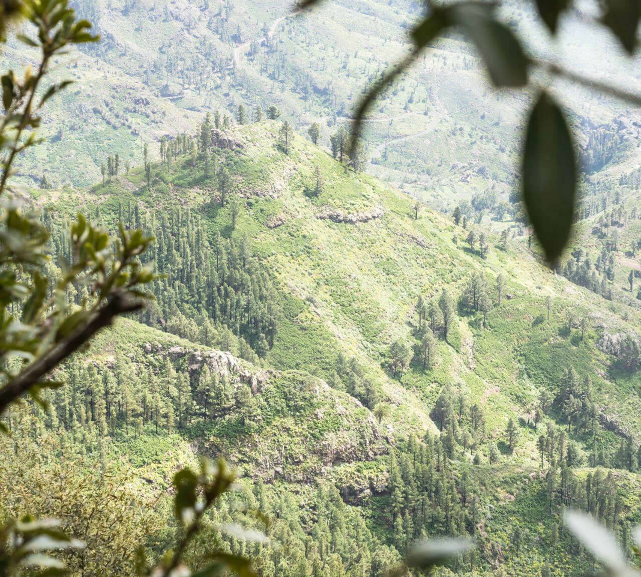 Auf der Wanderung Mirador Del Morro de Agando auf La Gomera genießt man den Blick auf einen Hügel im grünen Tal.