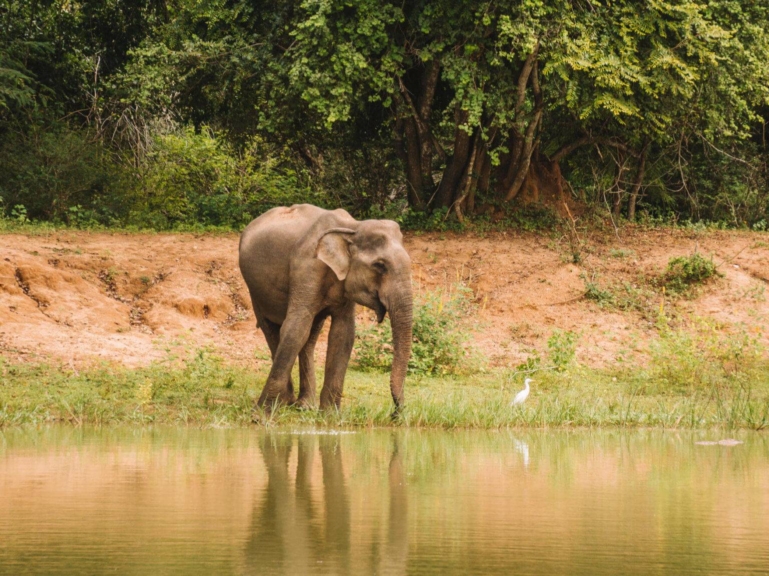 Eine Safari durch den Yala Nationalpark auf Sri Lanka ist eines der Highlights!