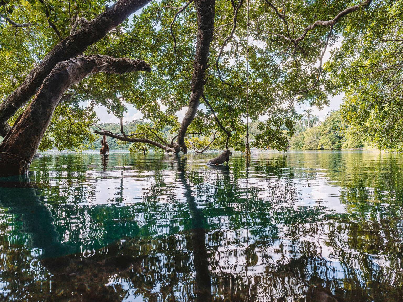 Ein Baum ragt aus dem Wasser der Cenote Azul, der tiefsten Cenote Yucatans.