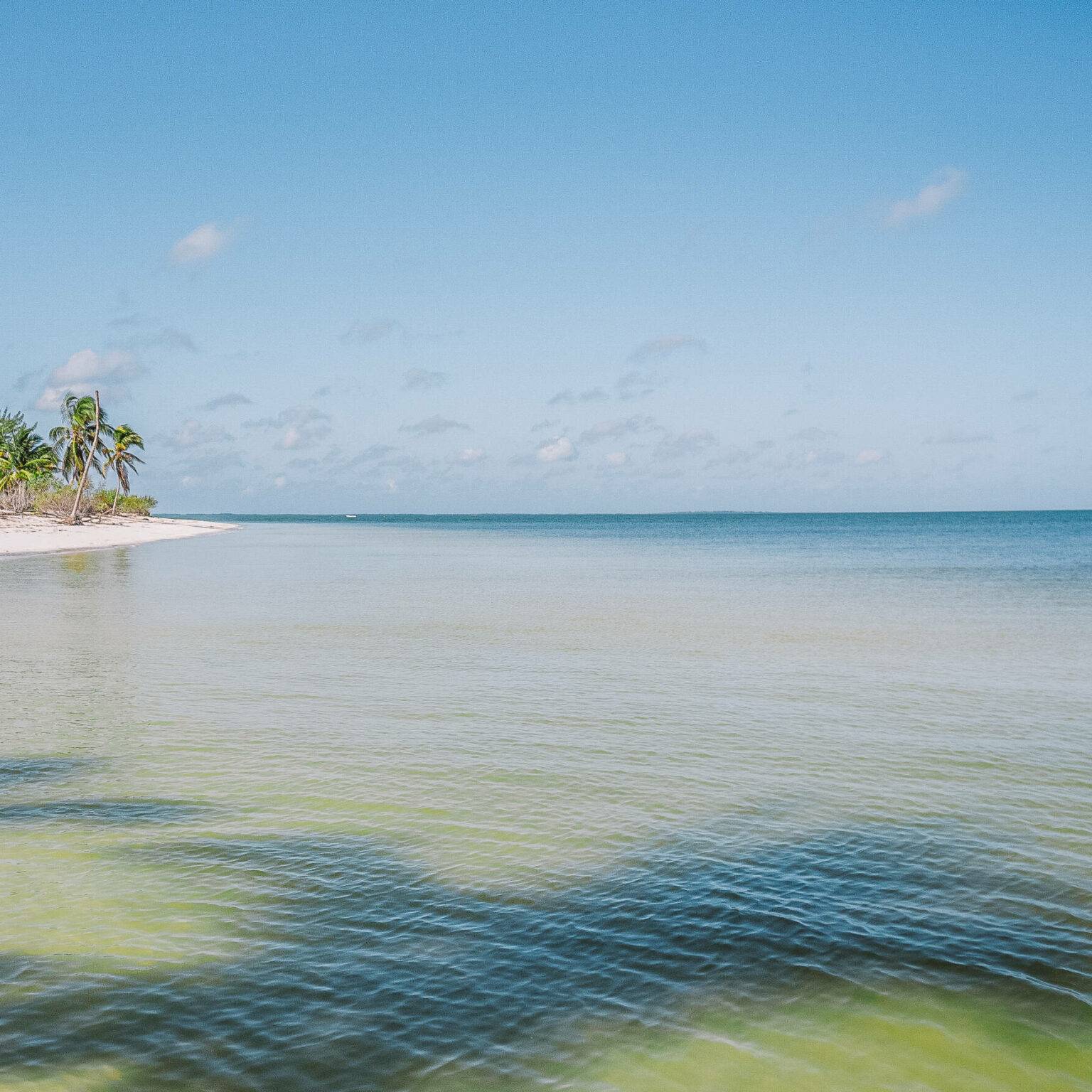 Weitläufiges Meer vor dem Strand von Isla Holbox, im Hintergrund mit Palmen besetzt.