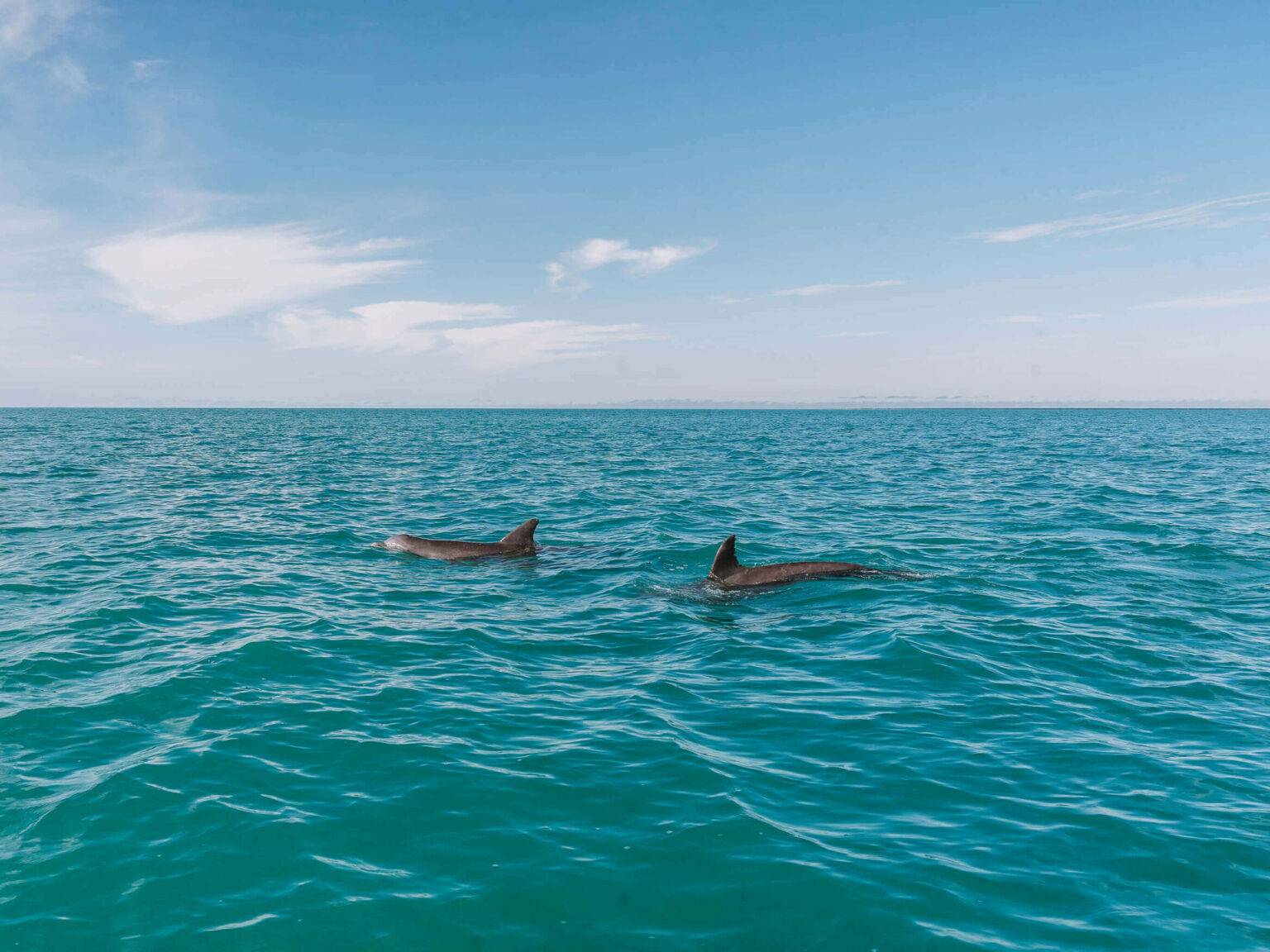 Delfine schwimmen im türkisblauen Wasser vor den Stränden des Sian Ka'an Nationalparks auf Yucatan.