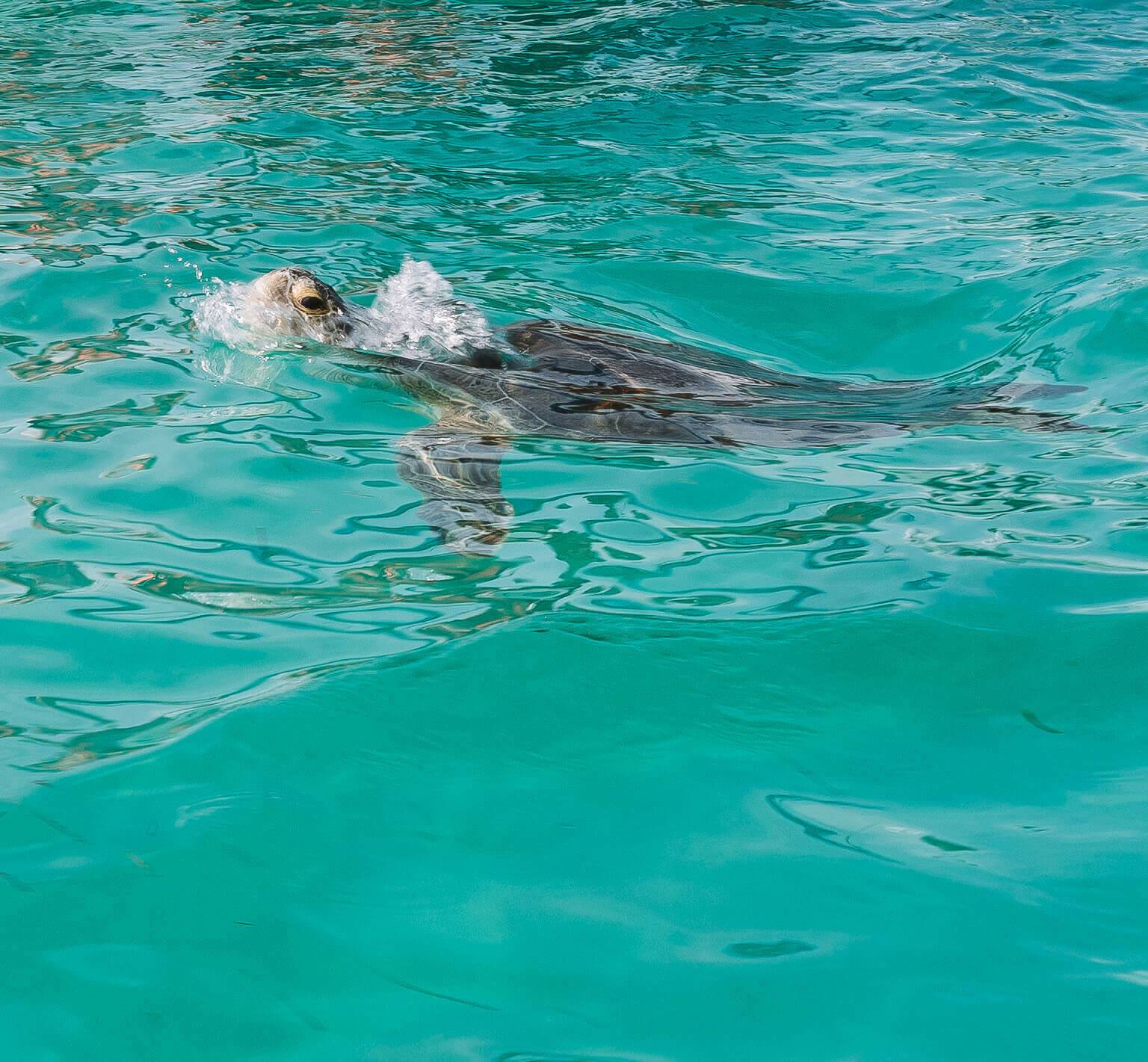 Eine Schildkröte schwimmt am Riff von Sian Kaan auf Yucatan.