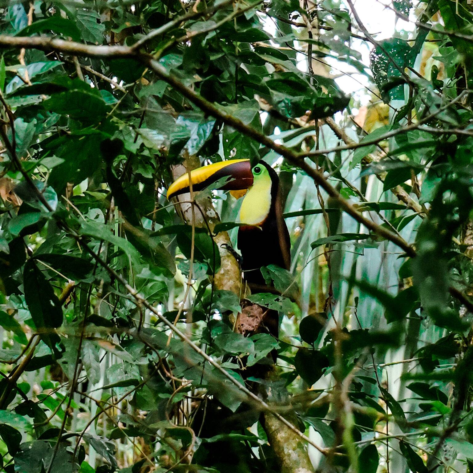 Ein Tukan versteckt in den grünen Bäumen im Corovado Nationalpark in Costa Rica.