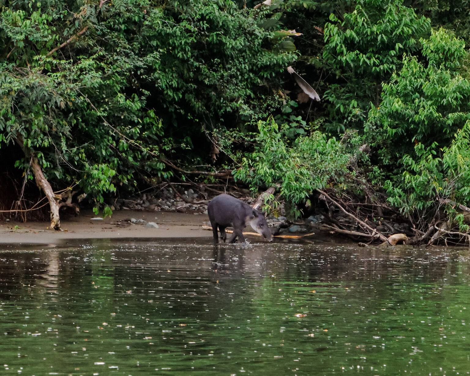 Tapire sind die größten wildlebenden Säugetiere (am Land) in Costa Rica. 
