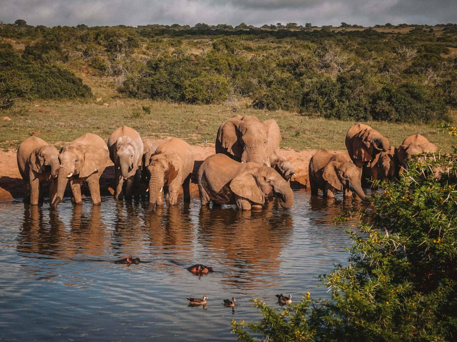 Eine Elefantenfamilie steht an einem Wasserloch der Hlosi Game Lodge in Südafrika.