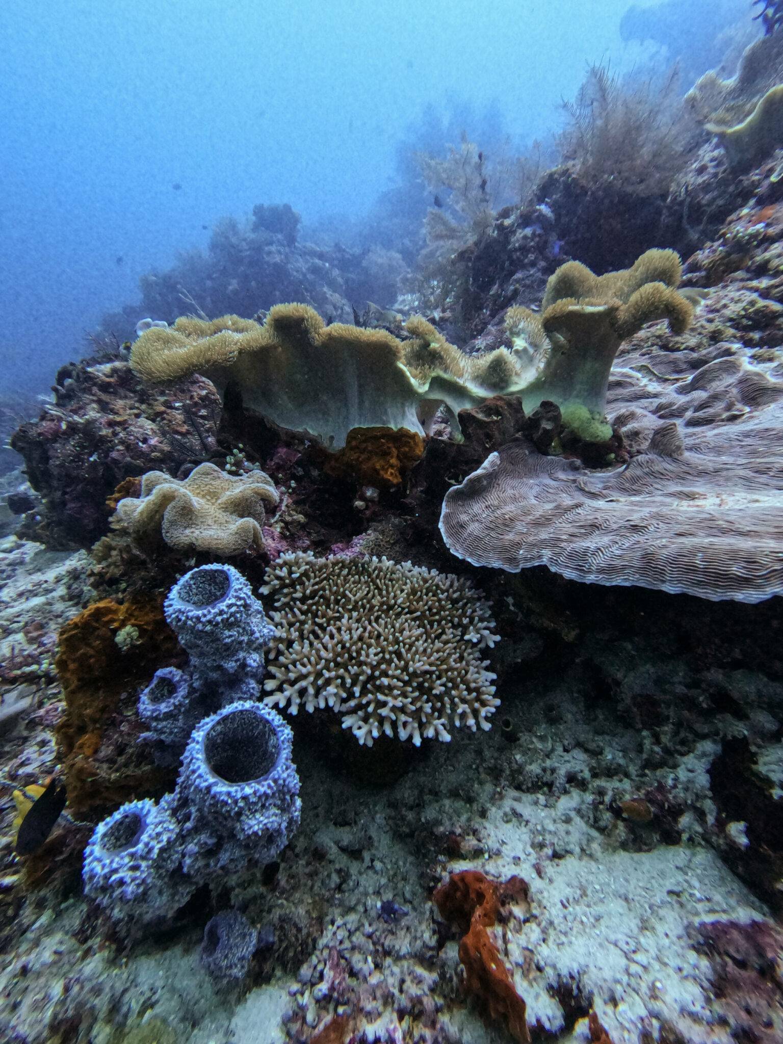 Die Schönheit der Riffe lässt sich schwierig in Bildern einfangen. Wenn die Sonne scheint, leuchten die Korallengärten in allen möglichen Farben.