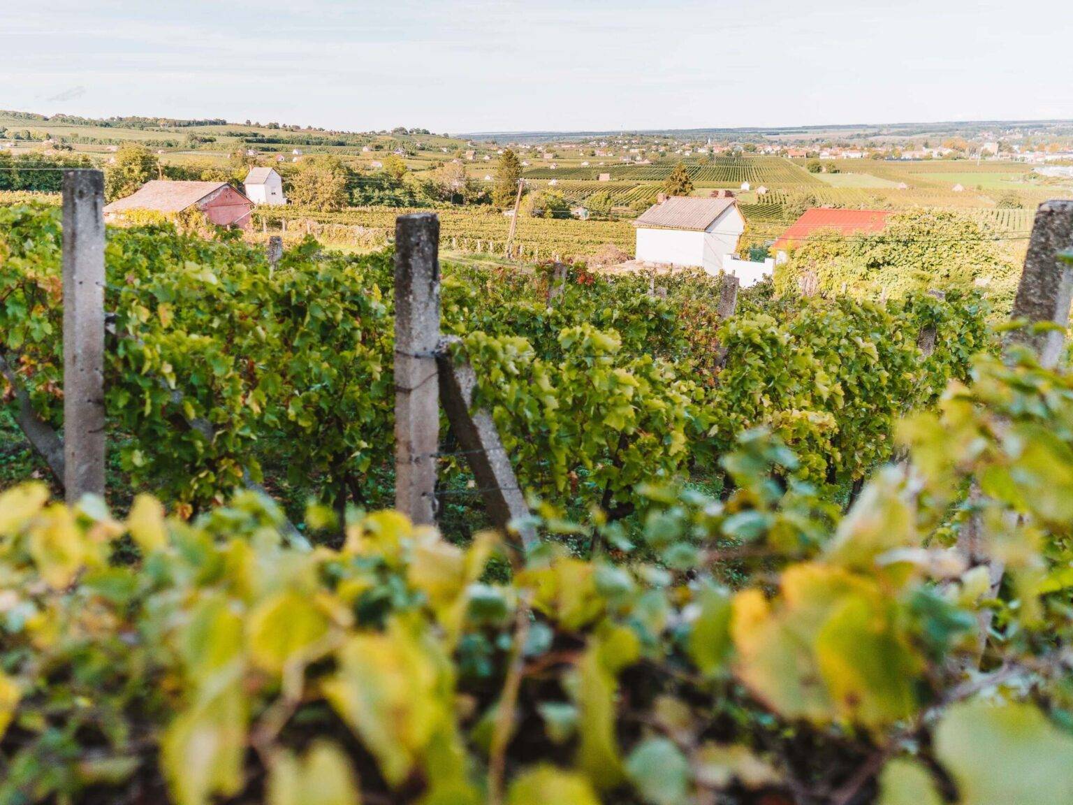 Viele Felder des Weingebiets in Villany in Ungarn.