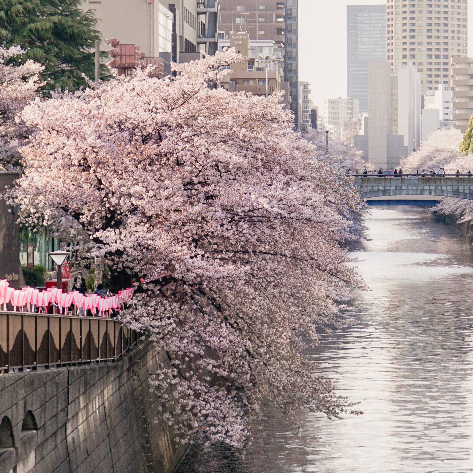 Rosafarbene Kirschblütenbäume ranken entlang des Meguro River in Tokio.