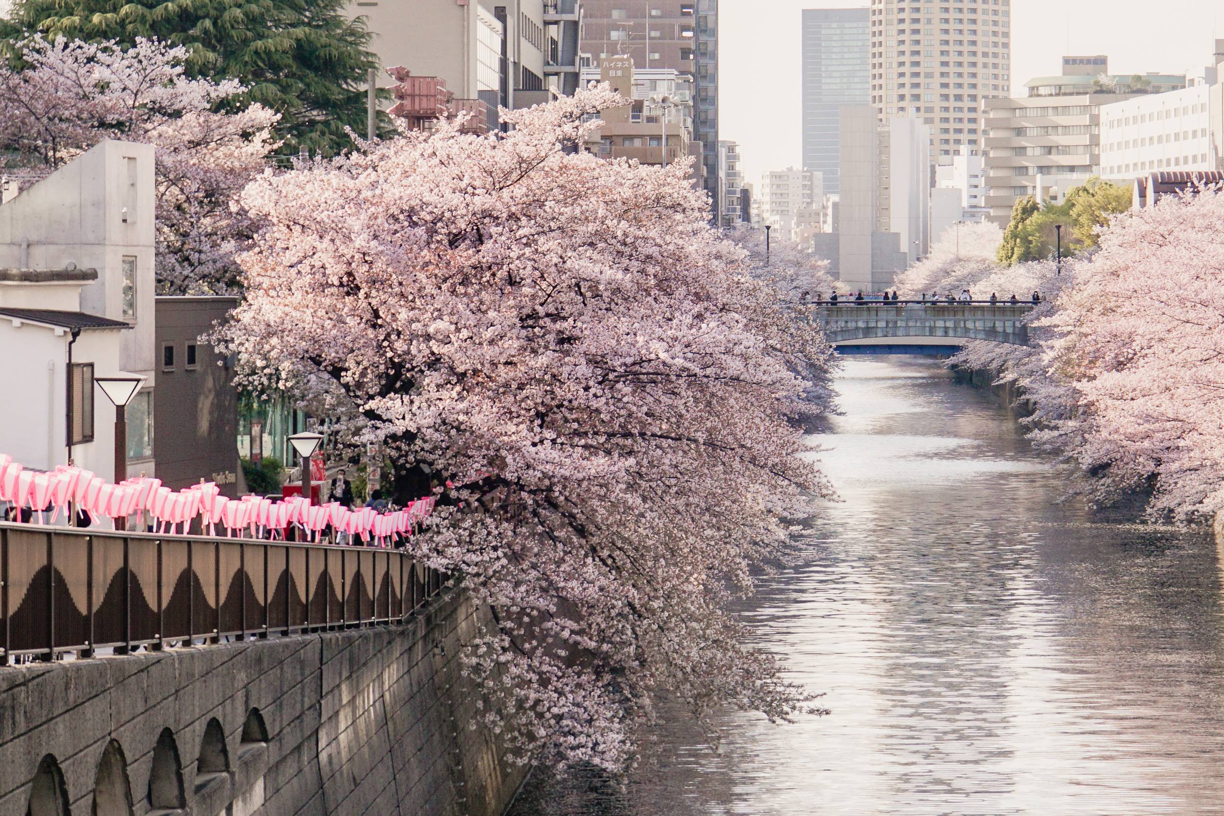 Tokio – wenn High-Tech, Kitsch und Kirschblüten aufeinandertreffen