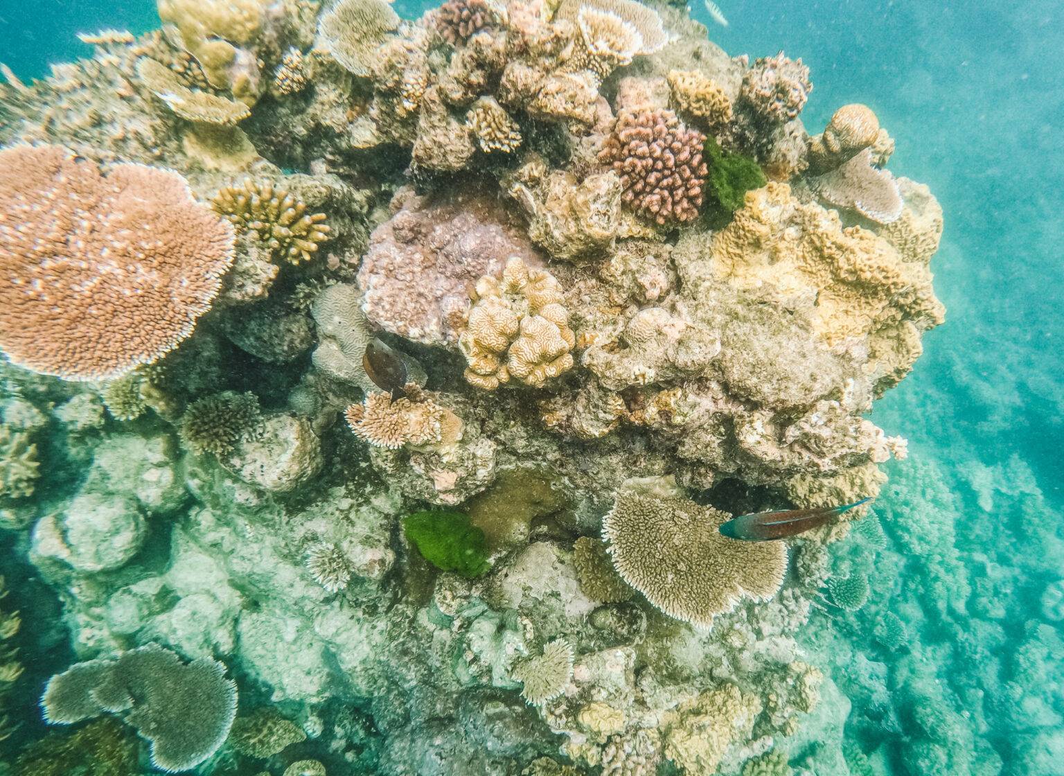 Bucketliste: schnorcheln und tauchen am Great Barrier Reef.