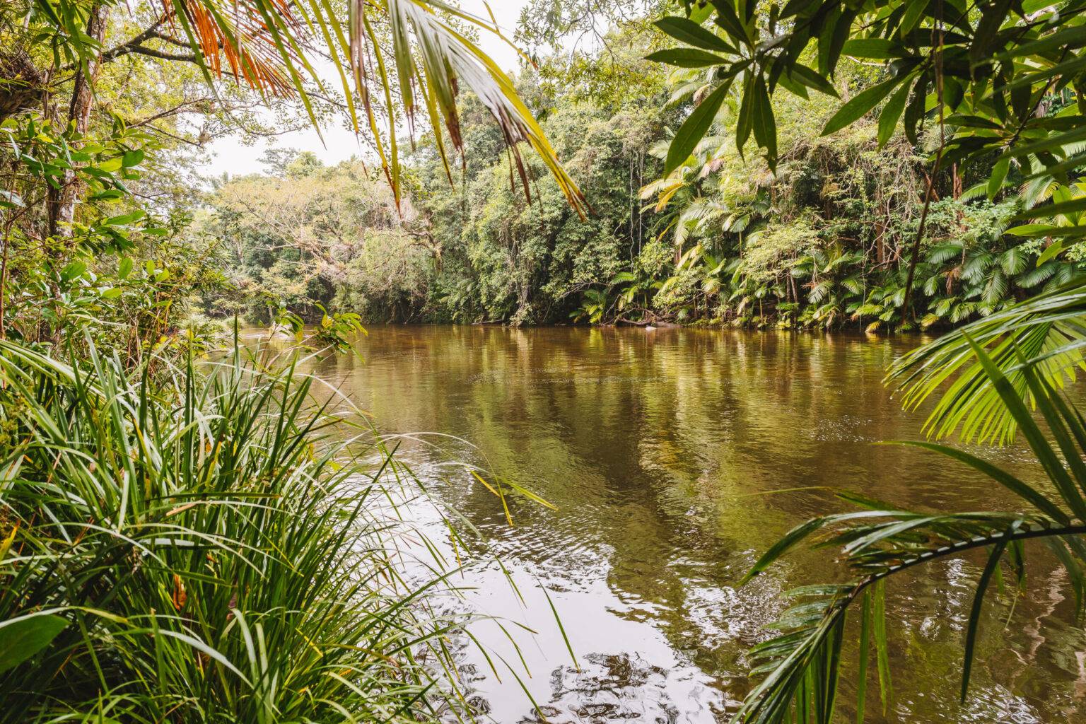 Der Daintree Rainforest ist der älteste Regenwald der Erde.