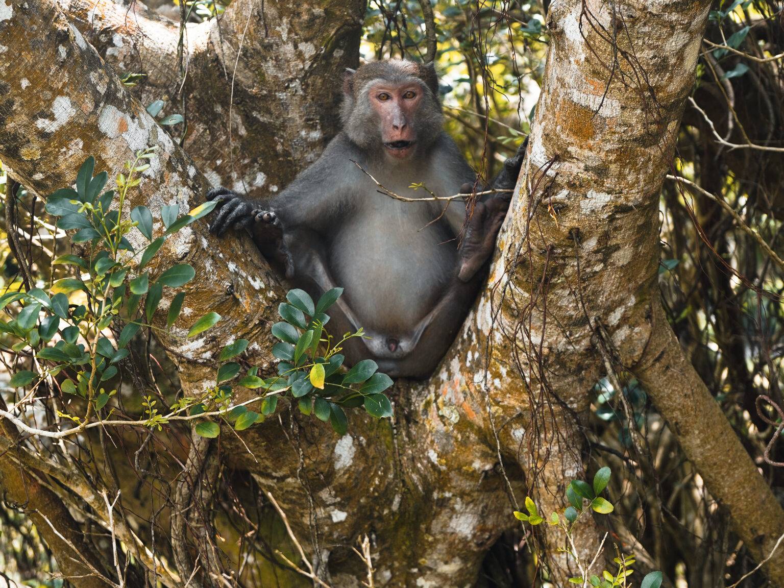Eine Affe sitzt zwischen den Ästen im Kenting Nationalpark in Taiwan.