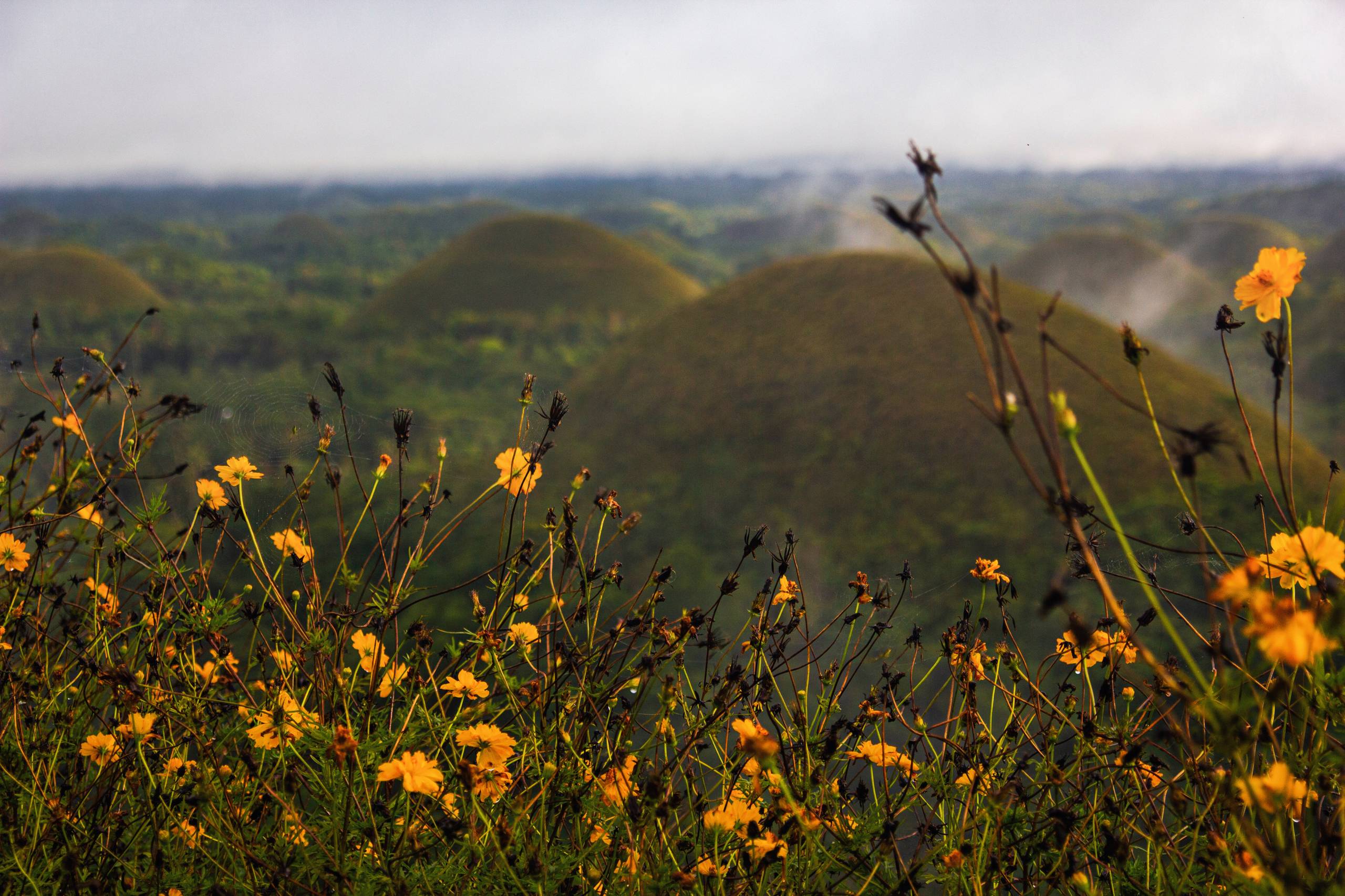 Im Vordergrund der Chocolate Hills auf Bohol wachsen wunderschöne gelbe Blumen.