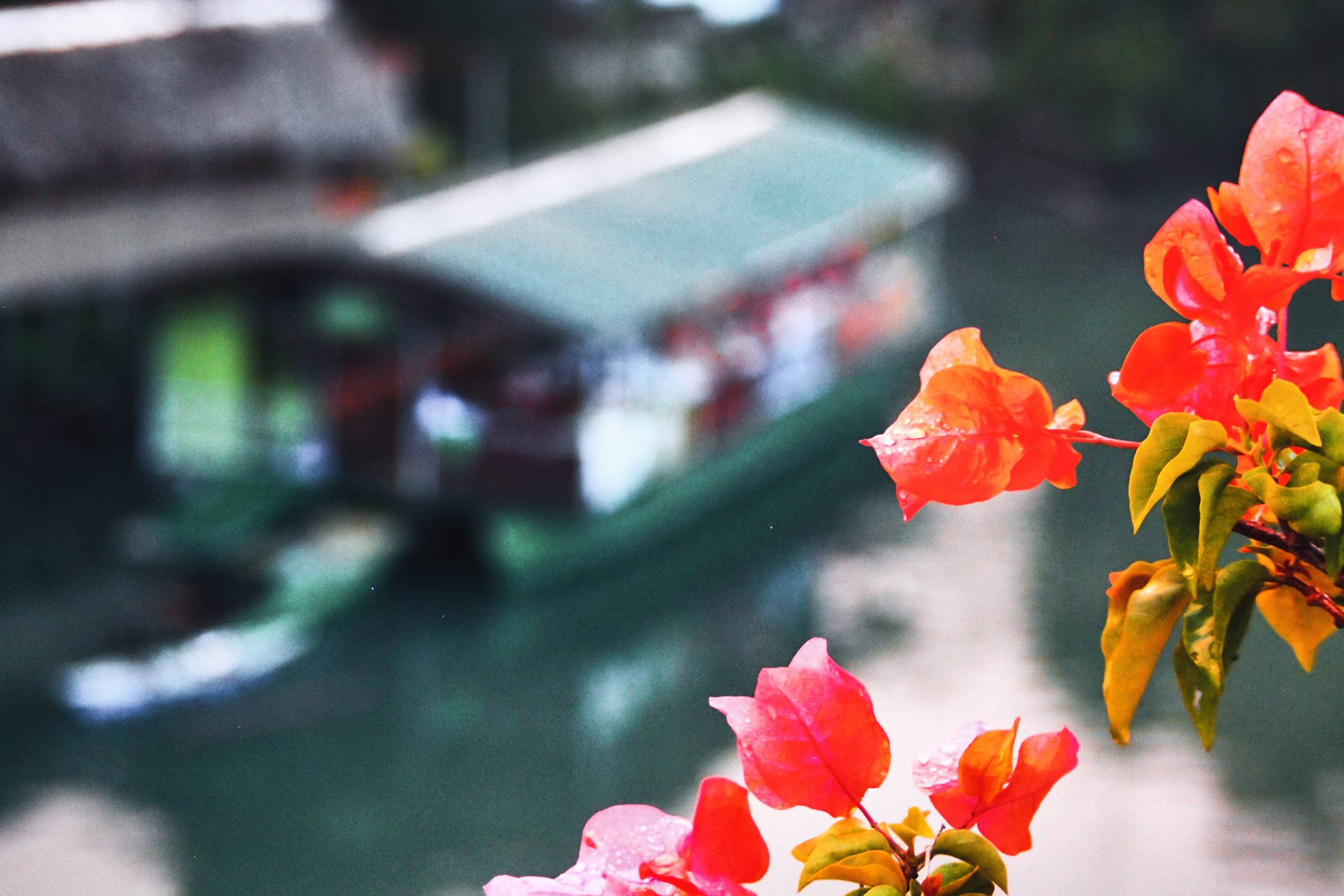 Rote Blüten wachsen entlang des Flussufers auf Bohol.
