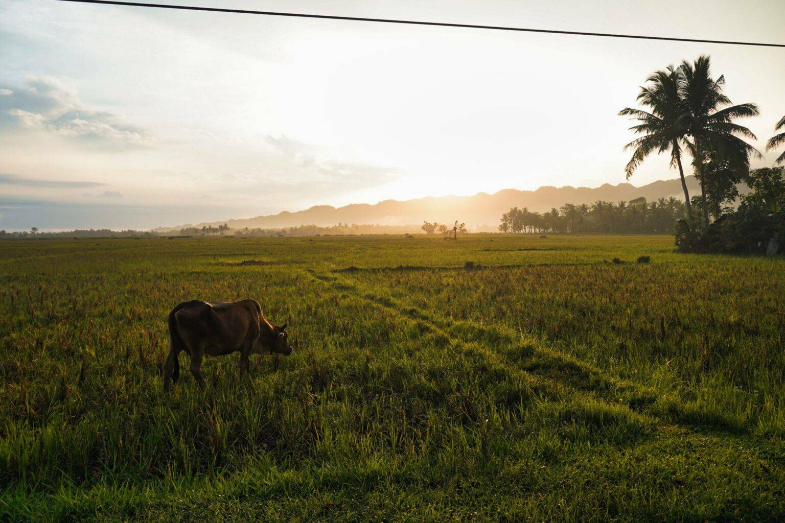 Reisfelder und viel Natur: der Sonnenaufgang über Bohol. 