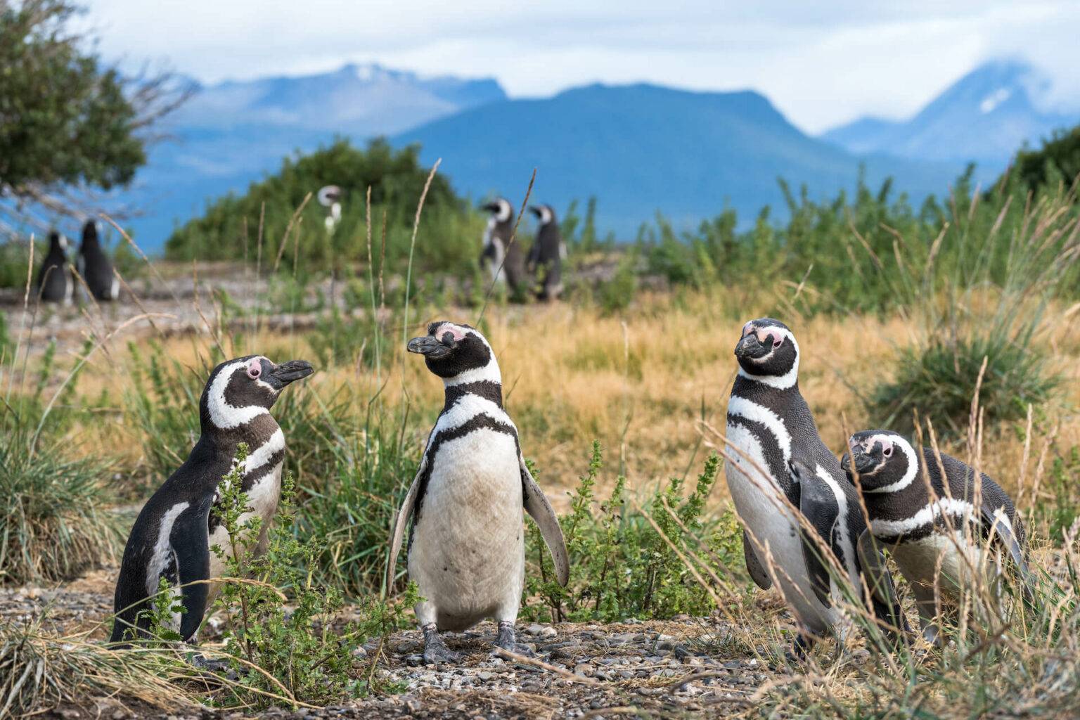 Auch auf der Isla Martillo kannst du Pinguine in freier Wildbahn sehen.