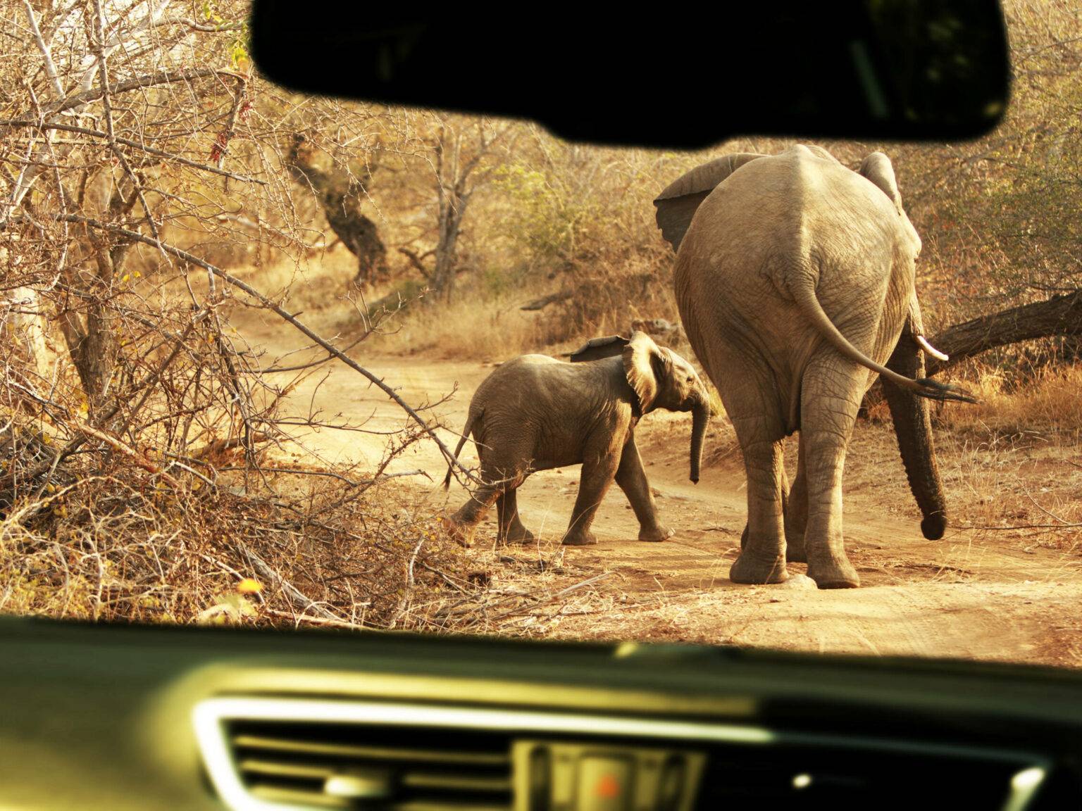 Zwei Elefanten in einem Nationalpark.