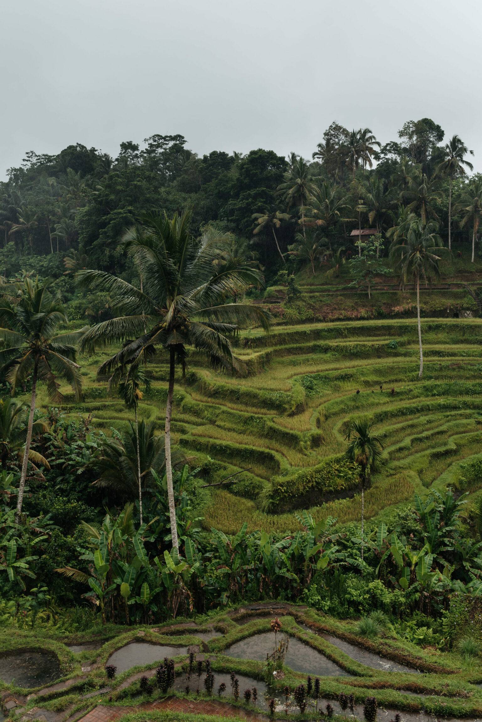 Die weltberühmten Reisterrassen von Tegallalang.