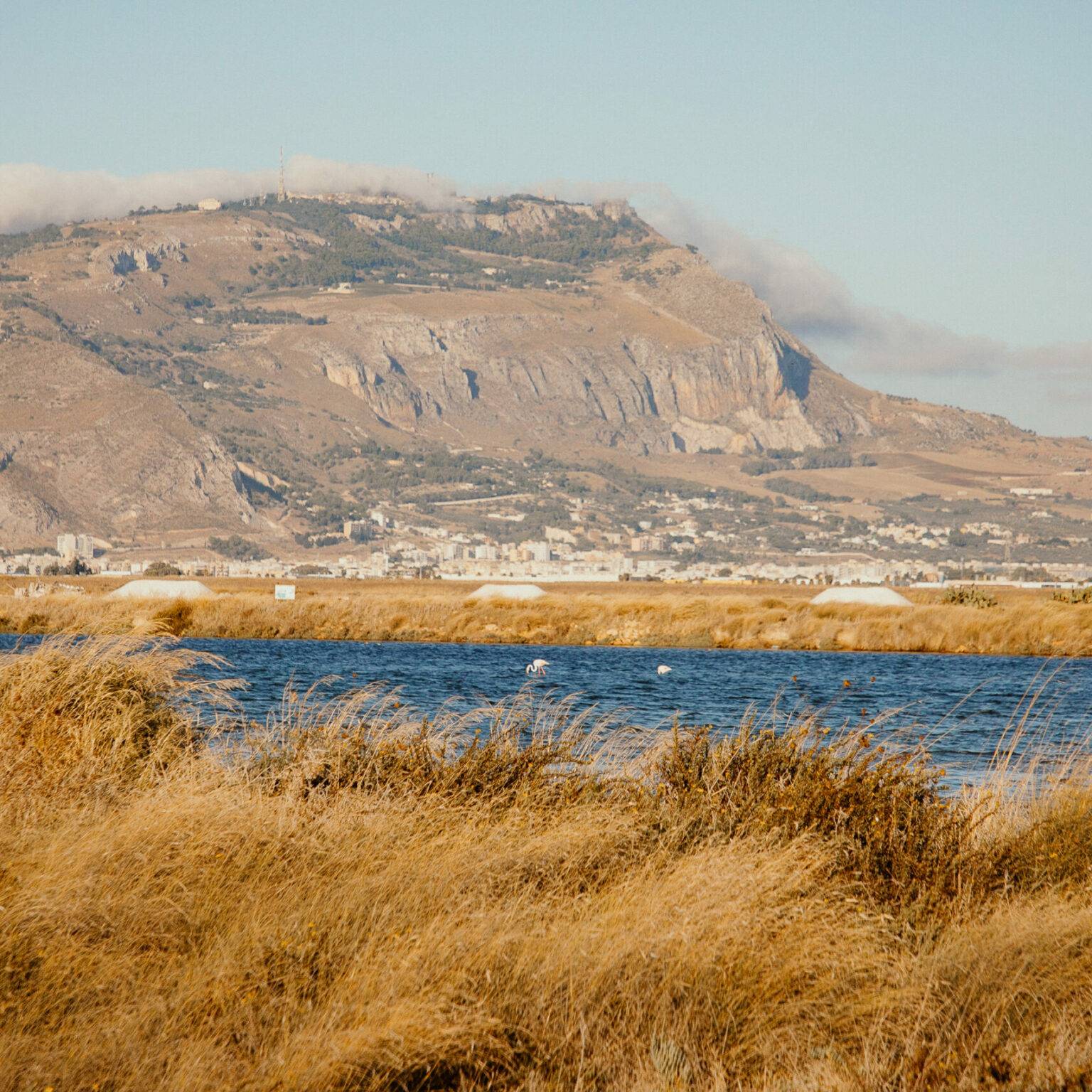 Wilde Flamingos stehen im Wasser, im Hintergrund ist Gebirge zu sehen.