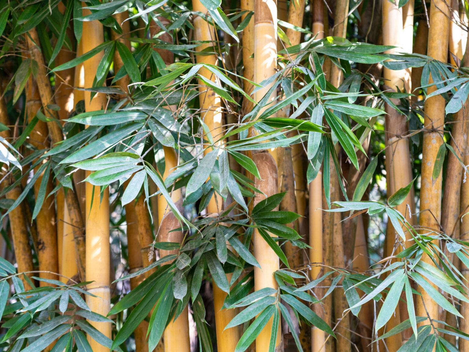 Bambus, eine der verbreitesten Pflanzen im Dschungel Nordthailands.