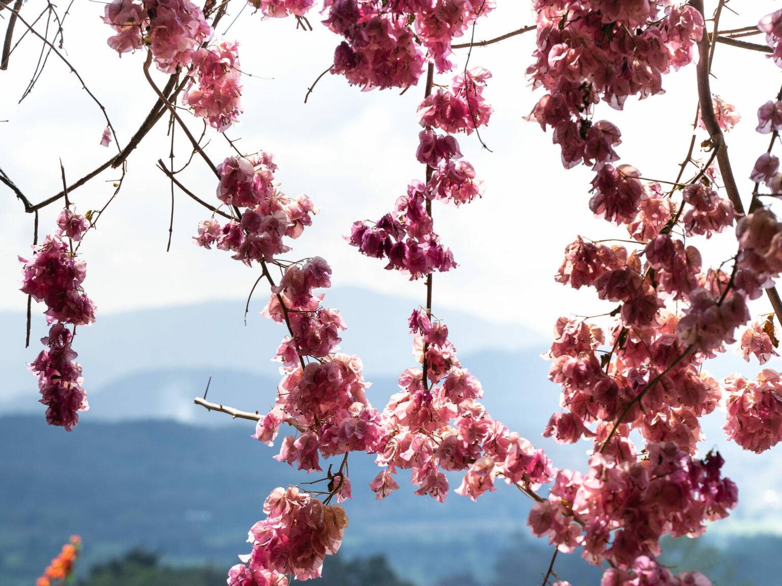 Zwischen den rosa Blüten einer Zierkirsche ersäht man die Silhouette eines Berges.
