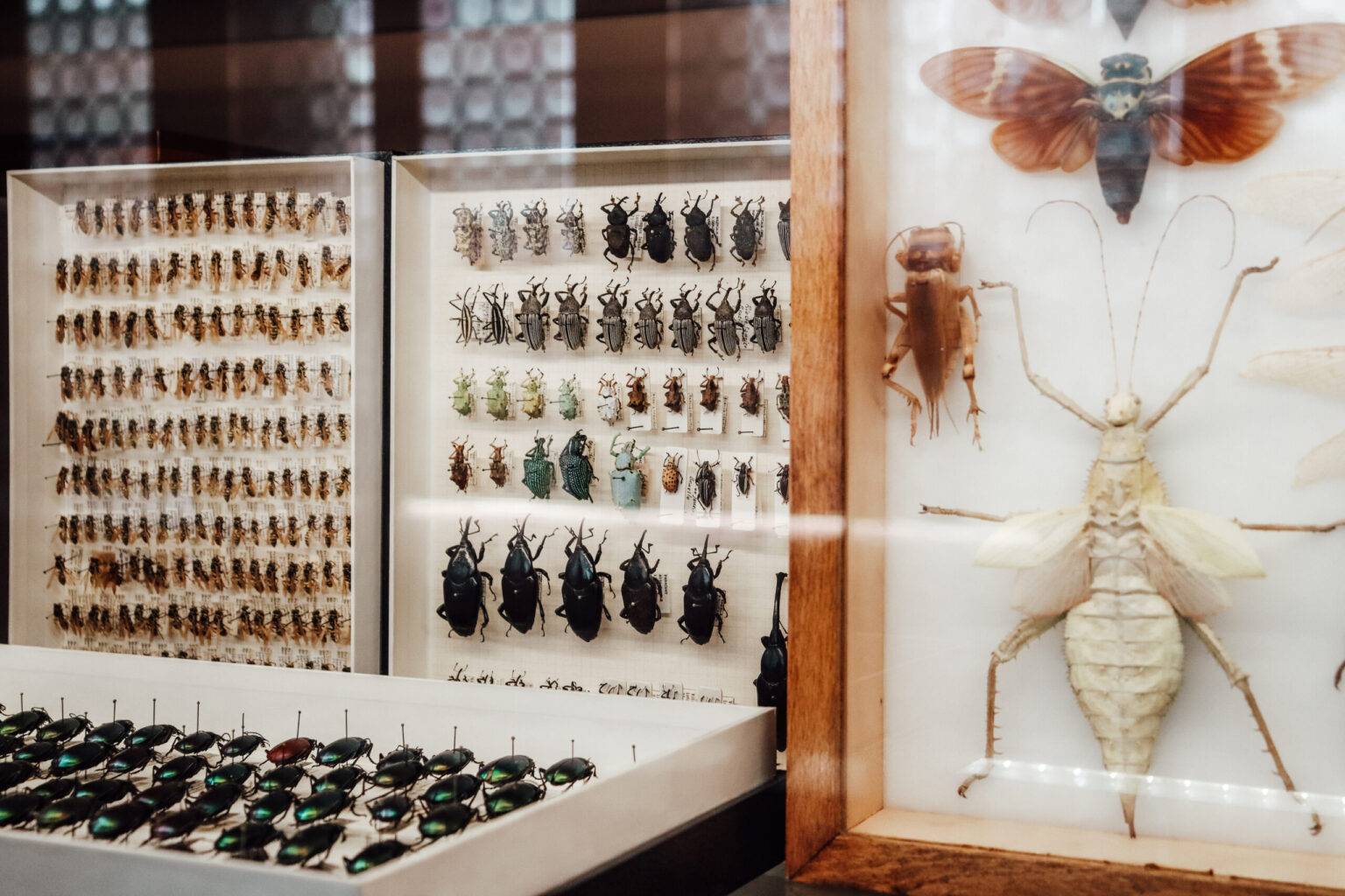 Die Ausstellung im Naturkundemuseum mit unzähligen Insekten.