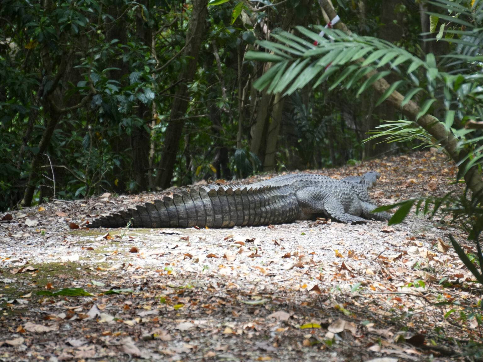 Salzwasserkrokodil auf einem Waldweg im Wetland Reserve in Singapur