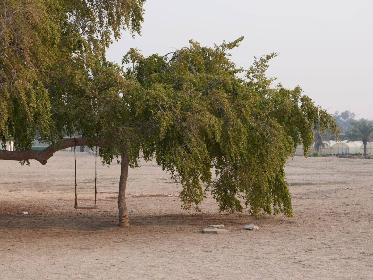 Ein großer Baum mit hängenden Ästen steht auf einem trockenen, offenen Feld.
