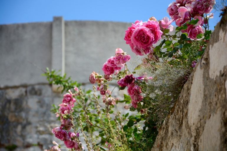 pinke Blumen in der Alstadt von Dubrovnik an der Stadtmauer