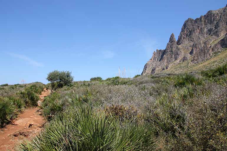 Ein kleiner Weg schlängelt sich am Fuße des Monte Cofano vorbei an Gräsern und Palmengewächsen.