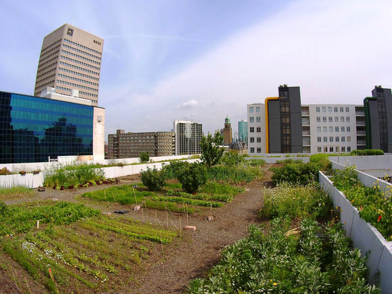 Auf dem Dachterrassen-Café Op Het Dak in Rotterdam wurde auf dem Dach ein Feld mit Gemüse und Obst angepflanzt, umrandet ist das Dachfeld von Hochhäusern.