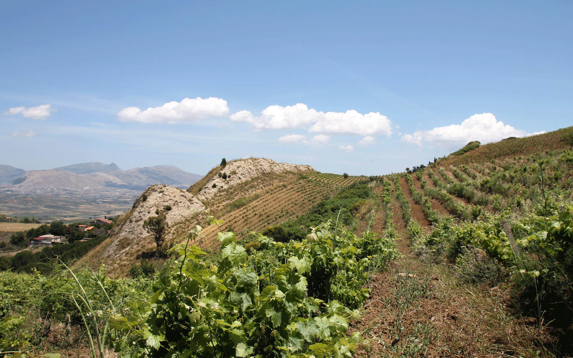 Der malerische Blick über das Weingut Porta del Vento in Palermo, Sizilien zeigt die hügelige Landschaft.