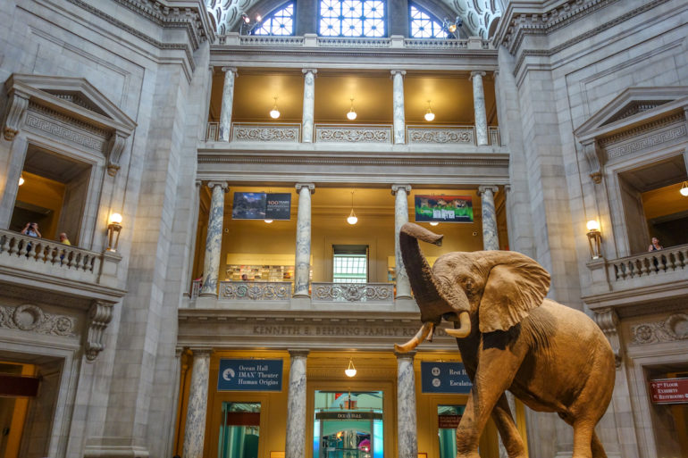 In Washington D. C. im Museum of Natural History steht inmitten der mehrstöckigen Eingangshalle eine lebensgroßer Elefantenstatue.
