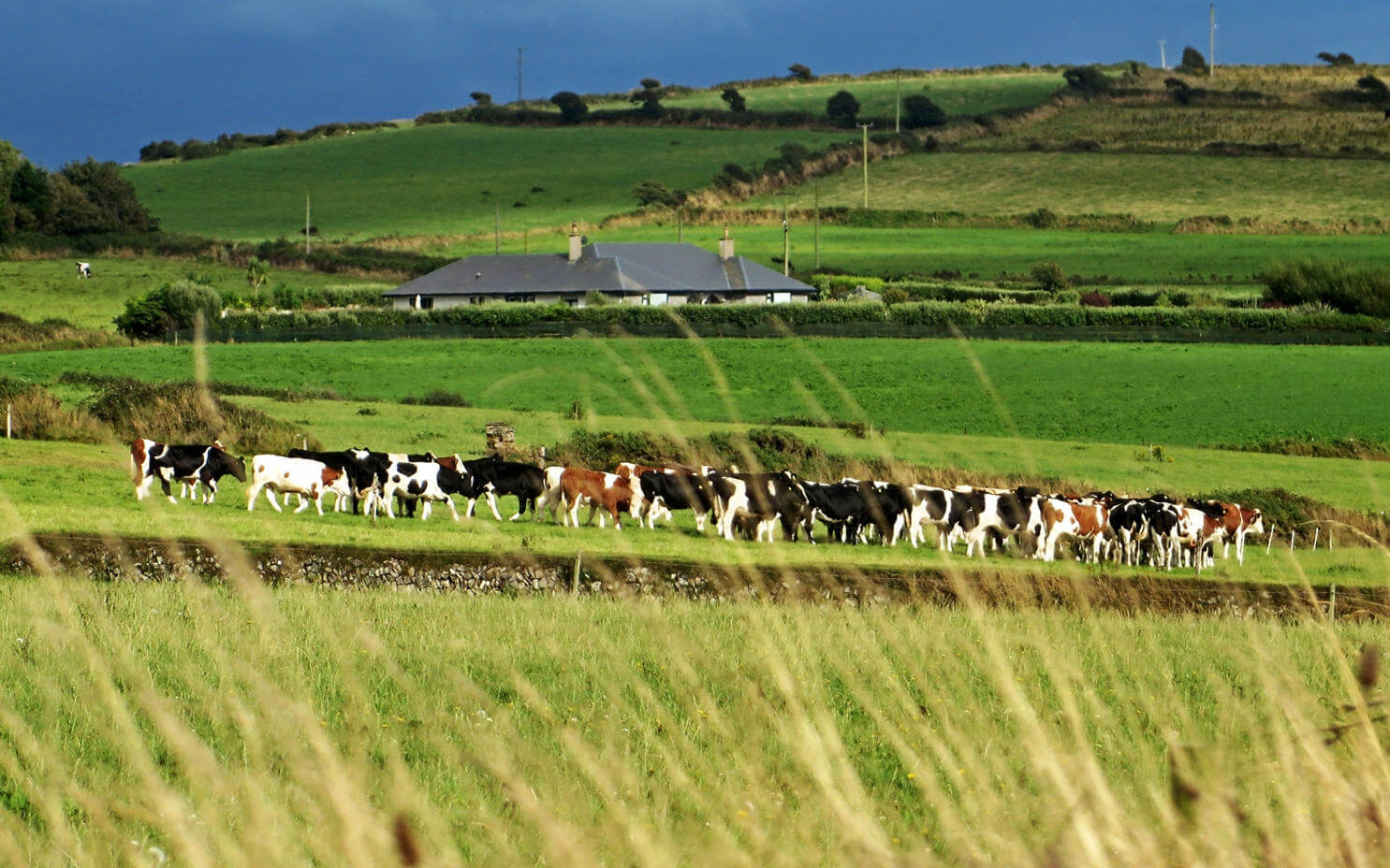 Eine weidende Kuhherde steht auf einer großen Wiese in Irland, im Hintergrund ist hinter einer Hecke ein Anwesen zu erkennen.