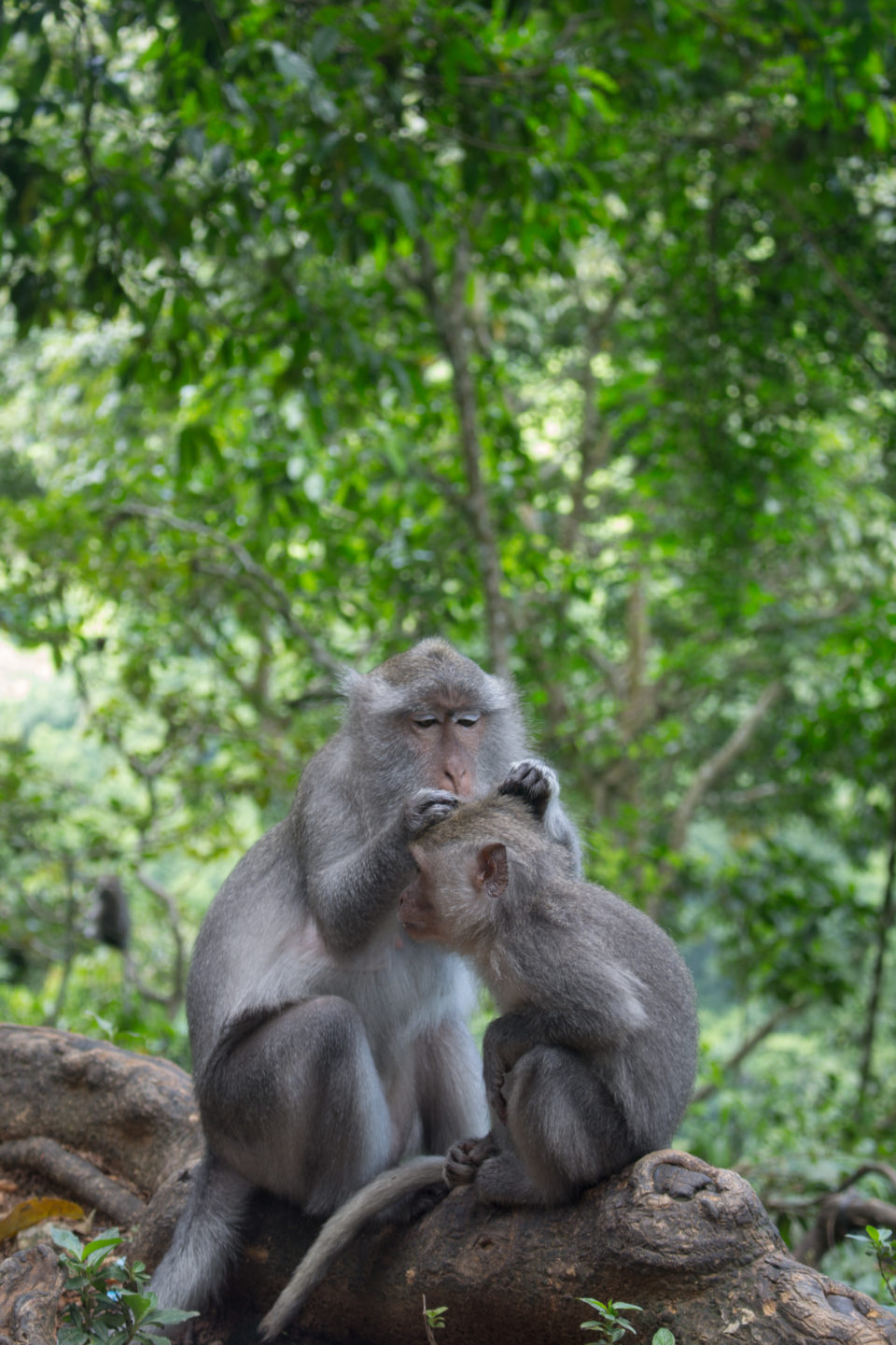 Im indonesischen Pusuk Monkey Forest in Lombok sitzen zwei Affen auf einem dicken Baumstamm, die sich entlausen.