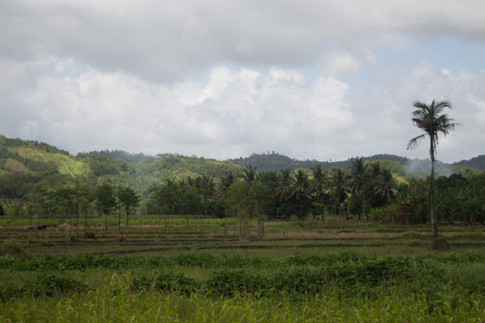Bewachsene Hügel wechseln sich unter wolkenverhangenem Himmel mit hohem saftigen Gras und Palmen auf Lomboks Landschaft in Indonesien ab.