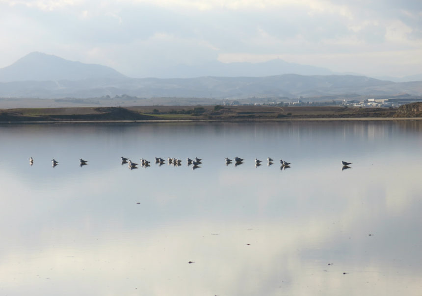Auf Larnakas Salzsee baden Vögel, im Hintergrund sind im Dunst die Gebirge Zyperns zu sehen.