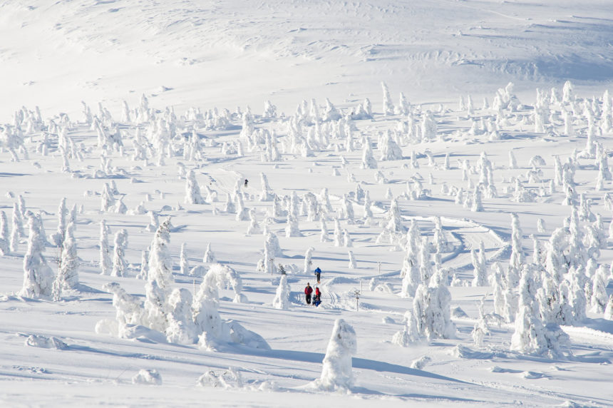 In Tyrsil, Norwegen sind auf einer schneebedeckten Landschaft vier Langläufer unterwegs.
