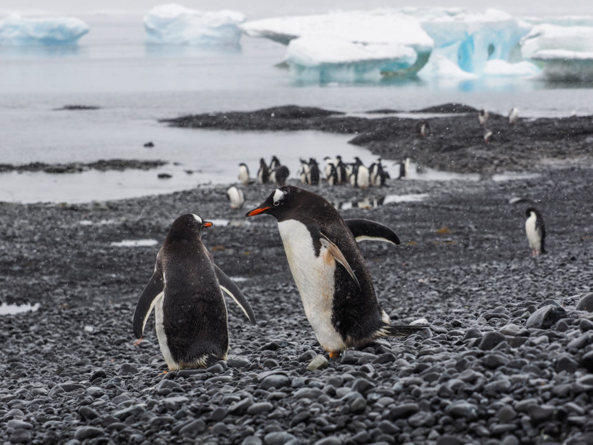 Am Ufer von Brown Bluff in der Antarktis hat sich eine kleine Kolonie Eselpinguine eingefunden.