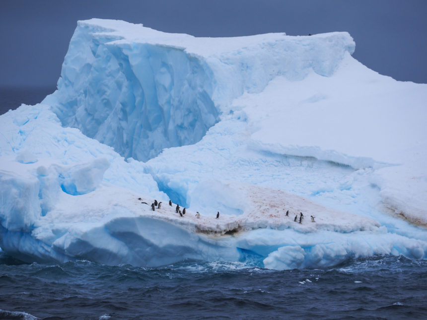 Auf einem Eisberg im Südpolarmeer der Antarktis haben sich Eselspinguine versammelt.