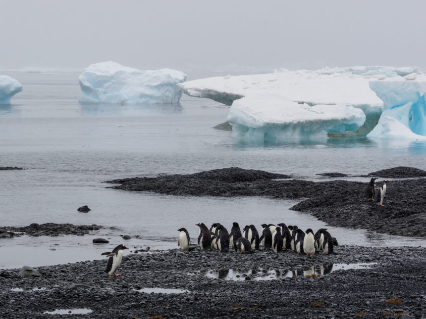 On the Antarctic mainland Brown Bluff, a small group of penguins have gathered in front of the water with chunks of ice.