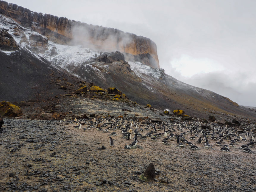 On the Antarctic mainland Brown Bluff, Adelie penguin pairs search for breeding grounds.