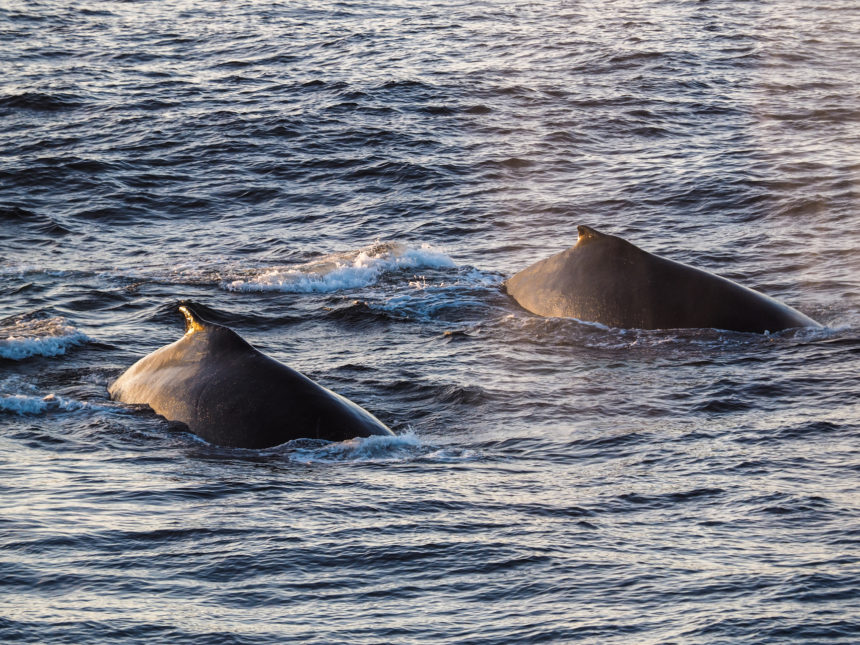 Zwei Saiwale tauchen synchron in das Meer der Antarktis.