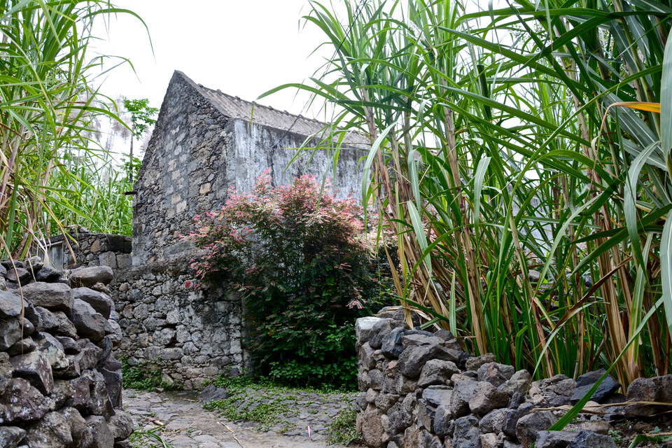 Auf der Kapverdischen Insel Santo Antao säumen Zuckerrohrplantagen die schmalen Wanderwege.